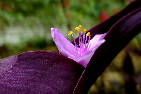 什么花盆适合养紫竹梅