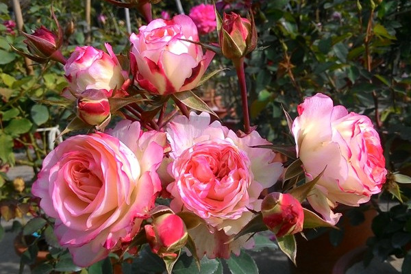 迷你玫瑰的养殖方法和注意事项，可追施1~2次发酵淘米水