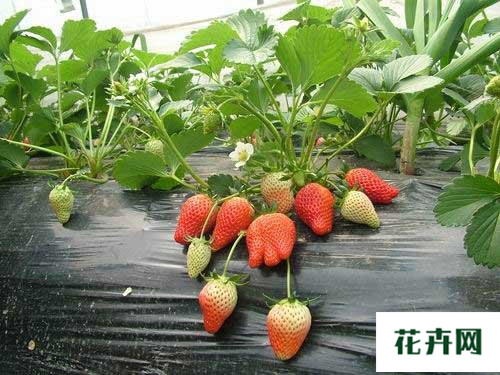 草莓常见病虫害及防治方法
