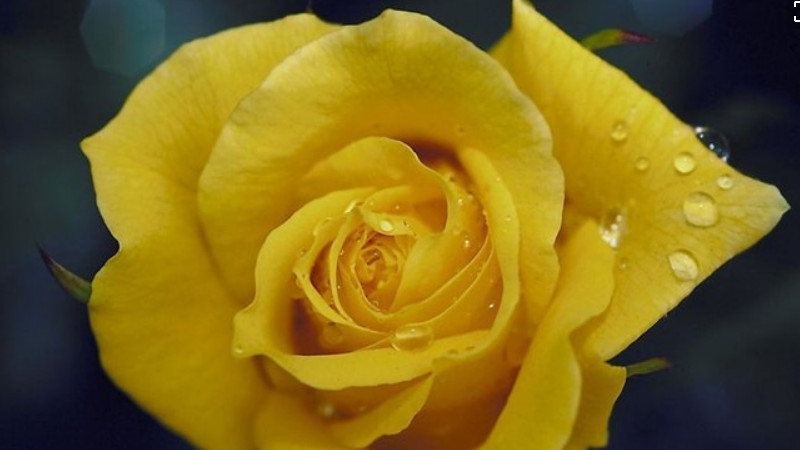 黄玫瑰代表分手吗