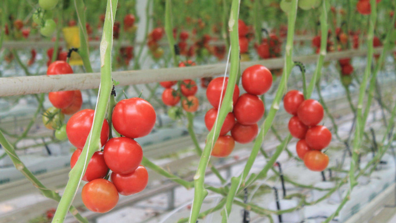 番茄的种植