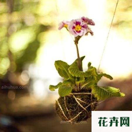 DIY属于你的空中花园_闲暇时光 - 花卉网 花卉网 上海龙凤419 花卉 护花山庄 图库 日记 发布 登录 注册 全部主题站 全