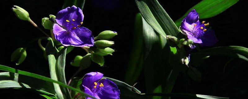 紫露草怎么繁殖