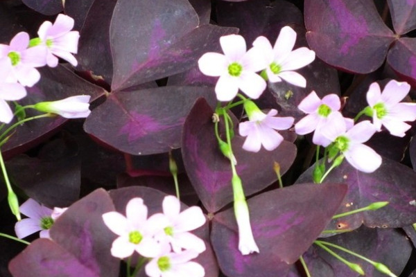 紫色酢浆草怎么繁殖