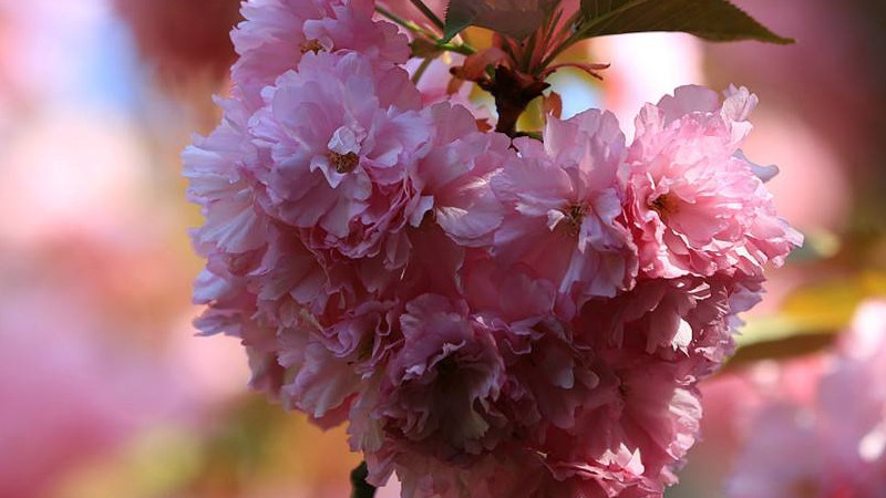 樱花种植方法和注意事项