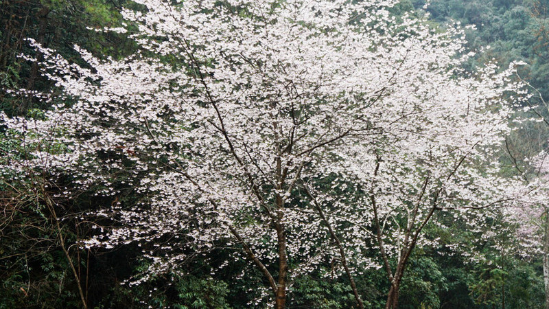 樱花树栽培技术与管理