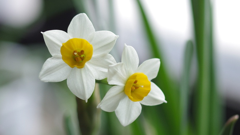 水仙花怎么养殖方法