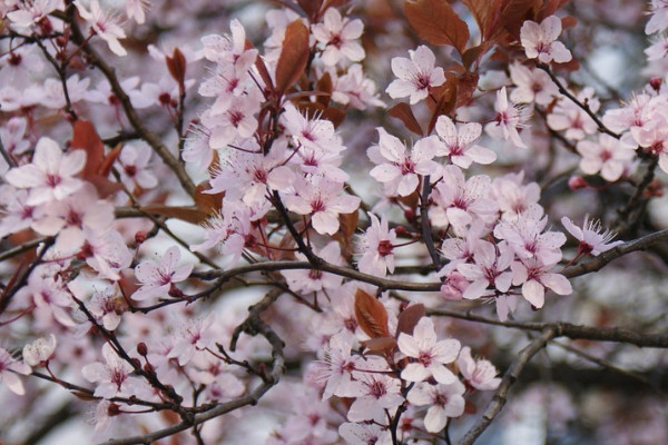 樱花树难养吗