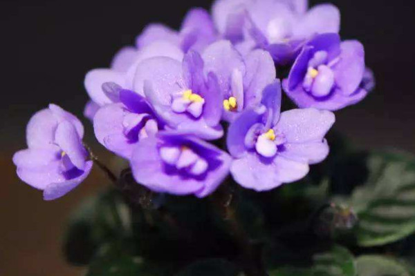 非洲紫罗兰为什么不开花