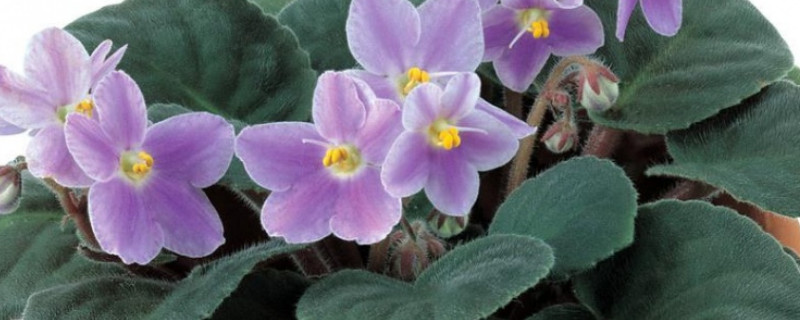 紫罗兰盆栽多久浇一次水