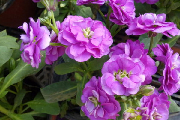 紫罗兰盆栽多久浇一次水