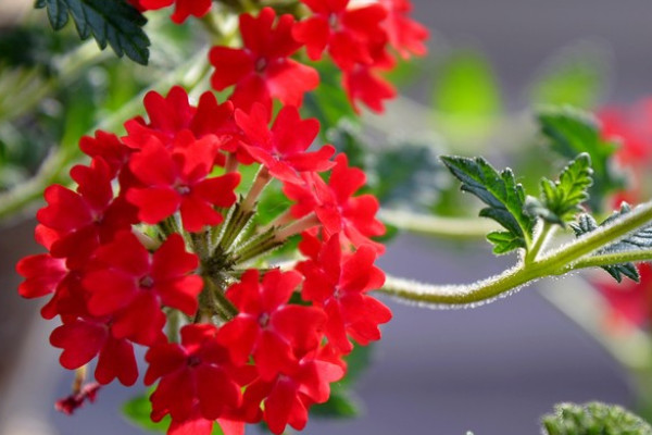 红花吊兰的养殖方法