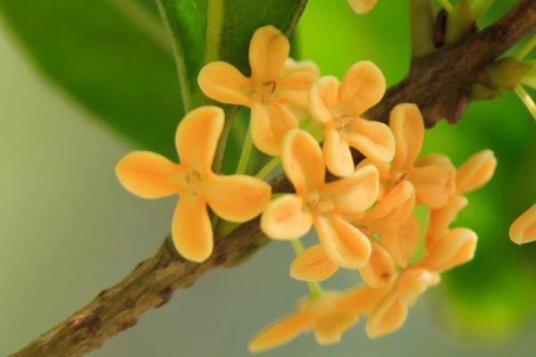 为什么桂花芽干枯