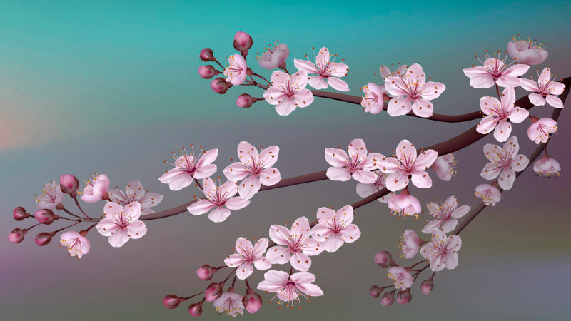 日本樱花的意义