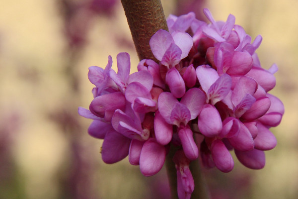 紫荆花的花期有多久