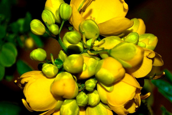 盆栽黄金梅的养殖方法