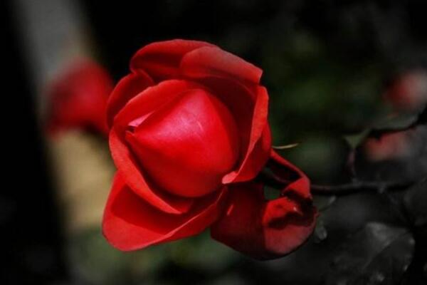红玫瑰花代表什么意思