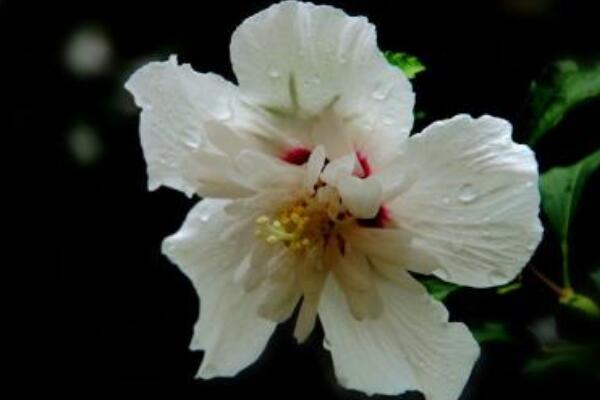 白色木槿花的花语