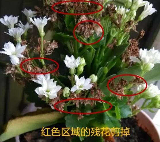 长寿花怎么修剪，长寿花修剪方法