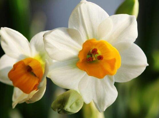 水仙花怎么修剪,水仙花修剪方法