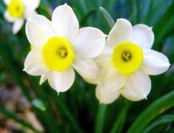 水仙花怎么修剪,水仙花修剪方法