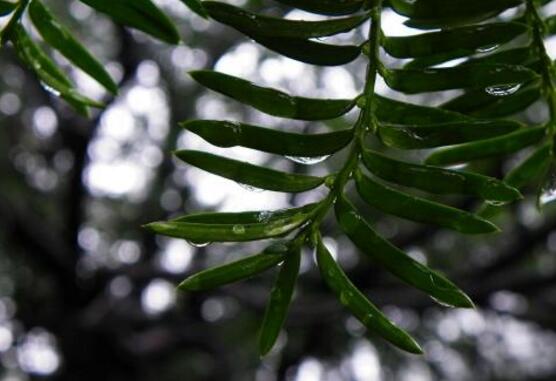 红豆杉怎么繁殖，红豆杉繁殖方法