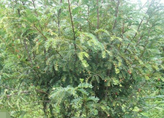红豆杉的品种，盘点中国红豆杉五大品种