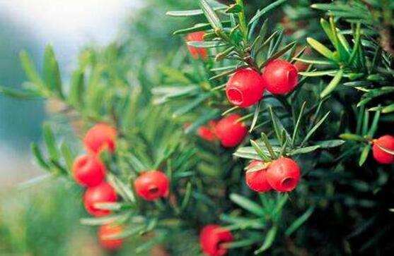 红豆杉会开花吗，红豆杉悉心养护三年能开花结果