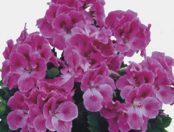 天竺葵花期，天竺葵每年5-7月开花