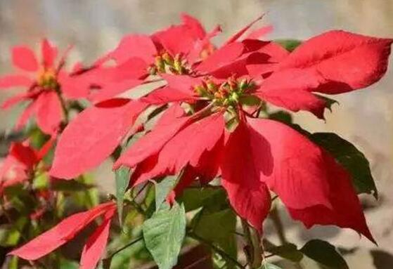 一品红什么时候开花，一品红在每年12月至翌年2月开花