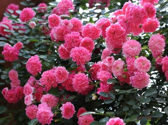 蔷薇花语是什么，蔷薇花语代表着美好的爱情与爱的思念