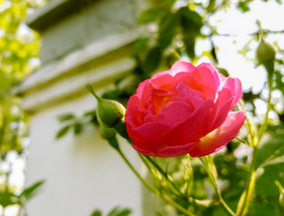 野蔷薇花语是什么，野蔷薇花语代表着浪漫的爱情