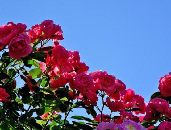野蔷薇花语是什么，野蔷薇花语代表着浪漫的爱情