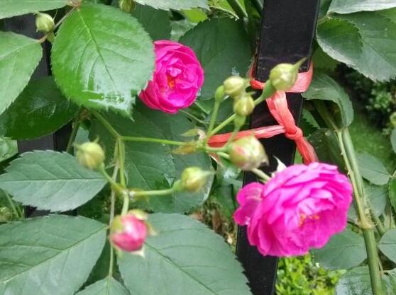 蔷薇花虫害及防治方法，蔷薇花三种虫害防治办法