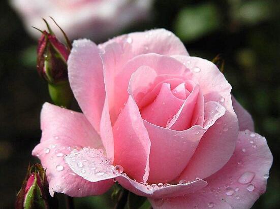 蔷薇花的养殖方法和注意事项，八大养殖方法和注意事项