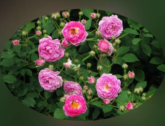 蔷薇花的花语和传说，蔷薇花象征着爱情与爱的思念