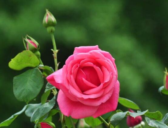 玫瑰月季蔷薇花怎么区别，玫瑰月季蔷薇花三种区别方法