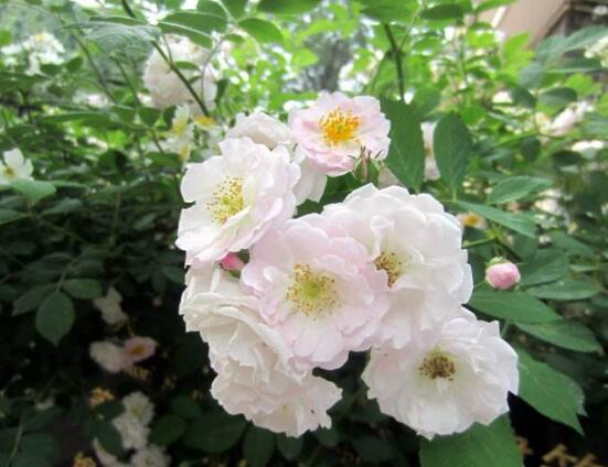 蔷薇花的花语大全，细数蔷薇花九大品种花语
