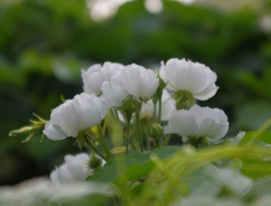蔷薇花的养殖方法，掌握八大方法就可养好