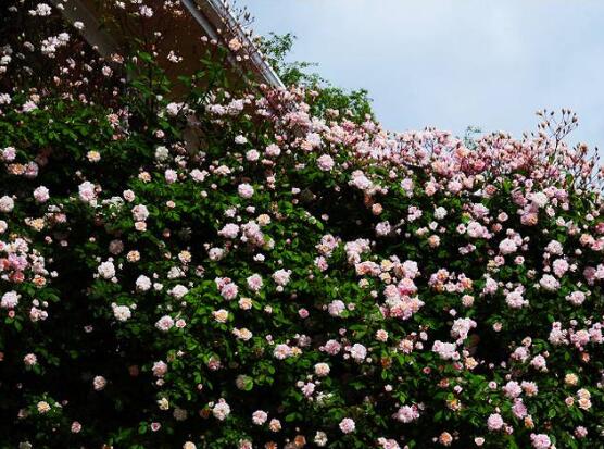 蔷薇花几年能爬满墙，蔷薇花爬墙办法