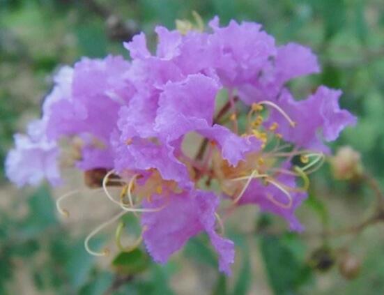 紫色蔷薇花图片，紫色蔷薇花代表禁锢的爱情