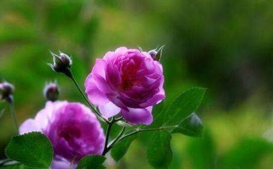紫色蔷薇花图片，紫色蔷薇花代表禁锢的爱情