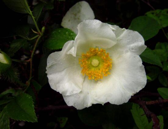 蔷薇花的种类，蔷薇花最受欢迎八大品种