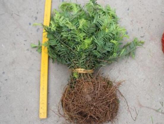 红豆杉扦插繁殖方法，做好这五大方法便可生根发芽