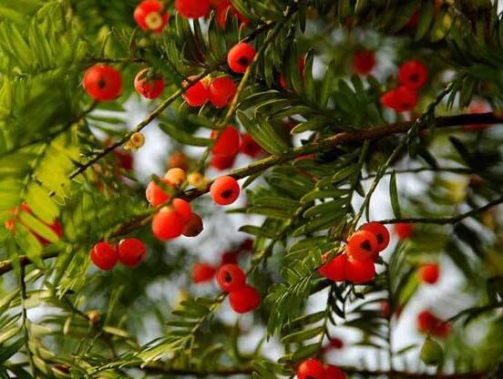 红豆杉扦插繁殖方法，做好这五大方法便可生根发芽