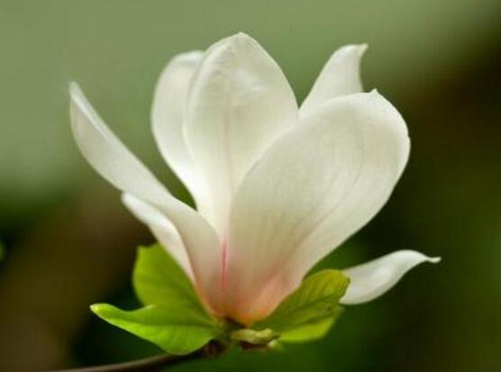 玉兰花花语，代表着高洁、芬芳，纯洁的爱，感恩