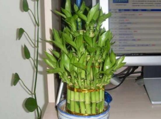 盆栽富贵竹怎么养，教你七个方法养的青翠怡人