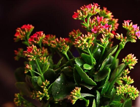 长寿花扦插注意事项，保温保湿、采用散射光