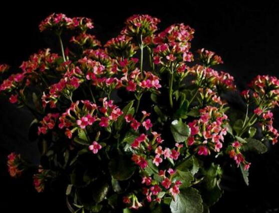 长寿花扦插注意事项，保温保湿、采用散射光