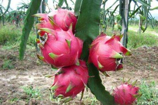 火龙果是仙人掌的果实吗，两种属性绝然不同的植物